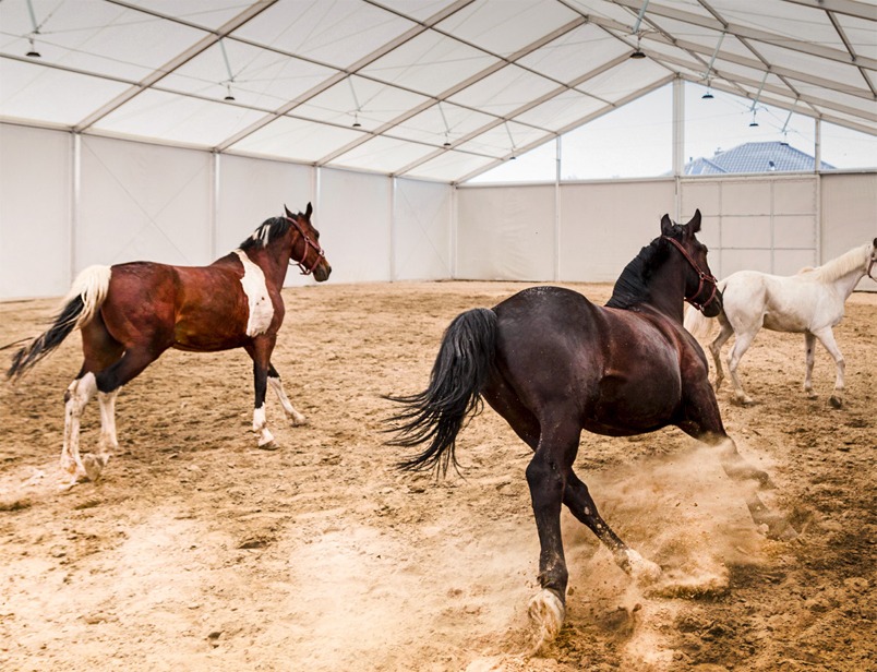 Швидкомонтована споруда: кінний манеж та стайня під одним дахом